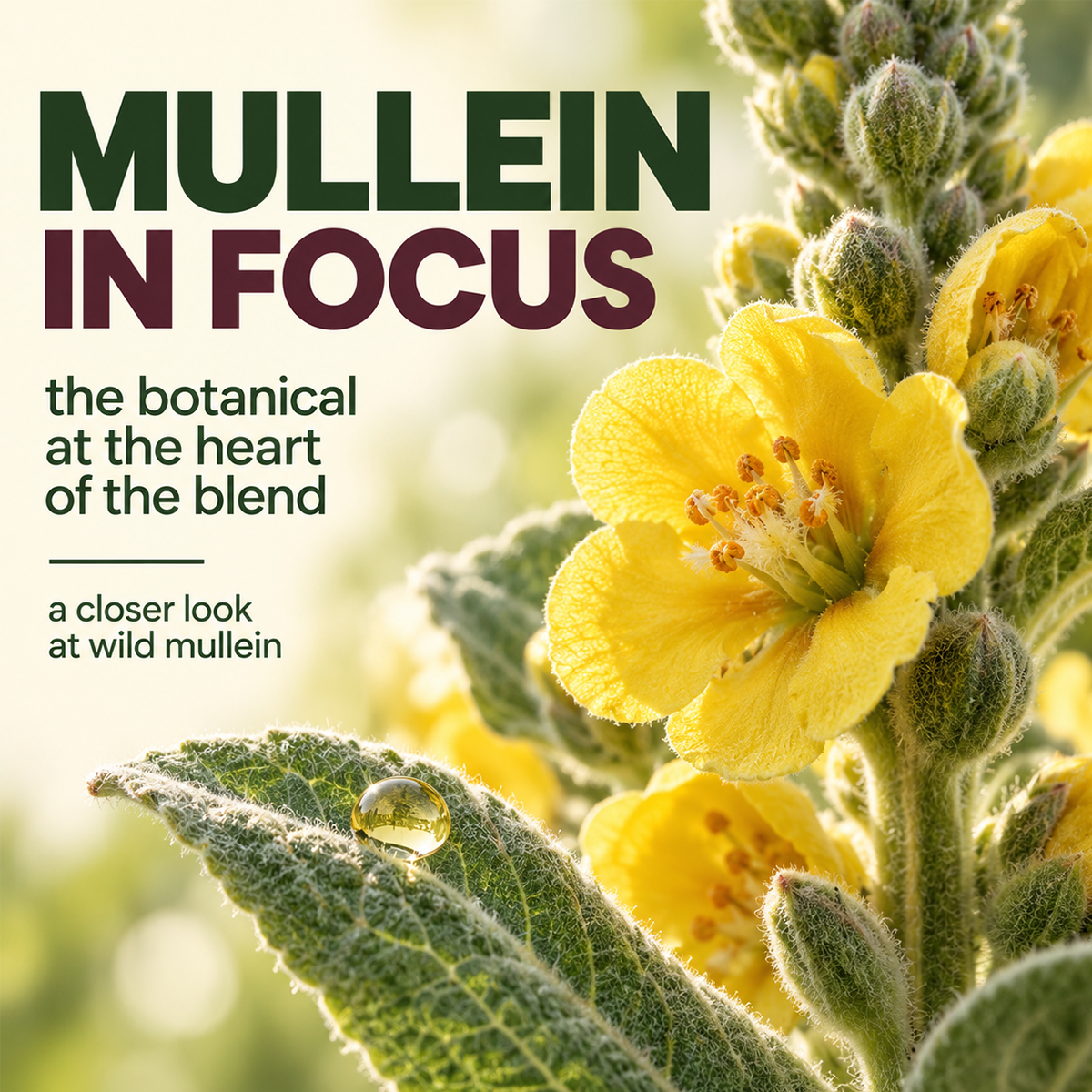 Wild Mullein Drops
